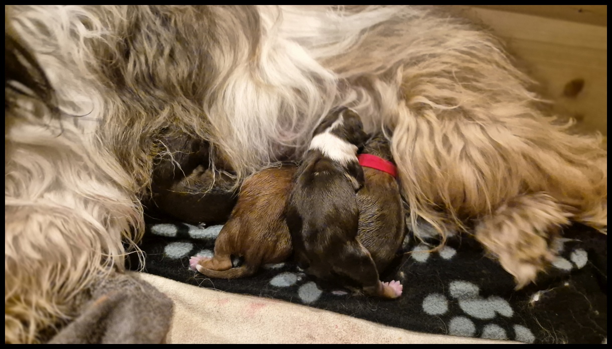 D-Wurf-von-der-Straubenhalde-2025